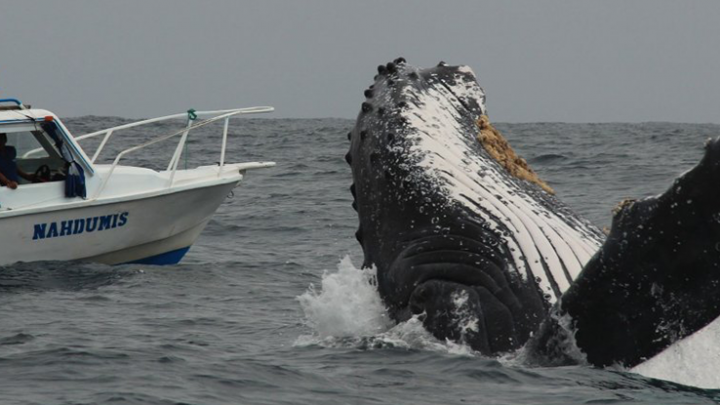 whales-olon tours